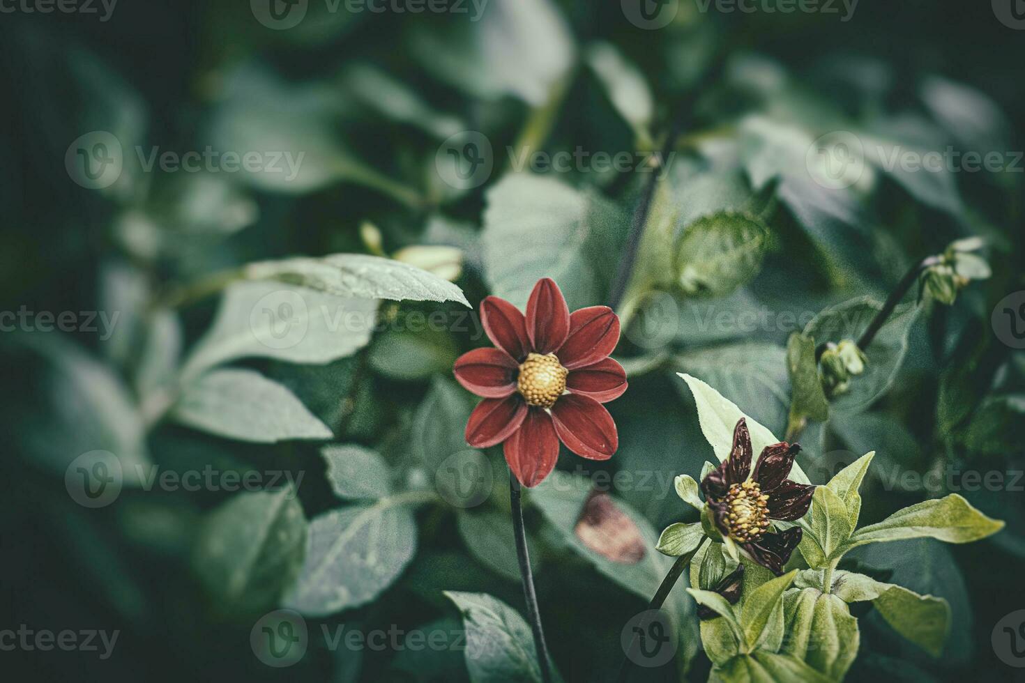 lila Blume wachsend im das Sommer- Grün Garten im Nahansicht foto