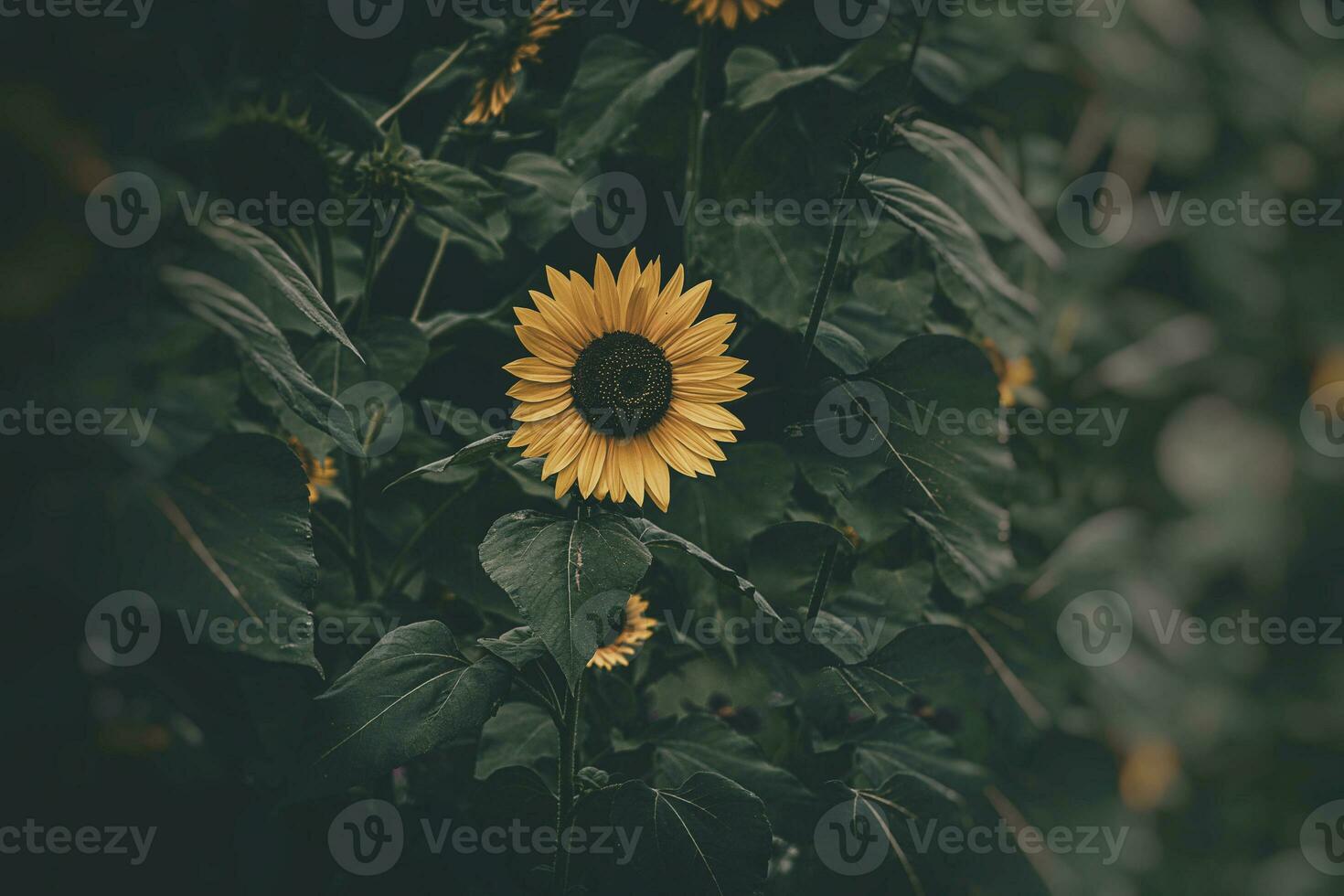 Gelb Sonnenblume Blume auf ein Hintergrund von Grün Blätter im das Sommer- Garten foto
