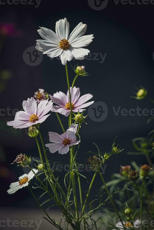 wenig Sommer- Blumen wachsend im das Garten unter Grün Laub Hintergrund auf ein warm Tag foto