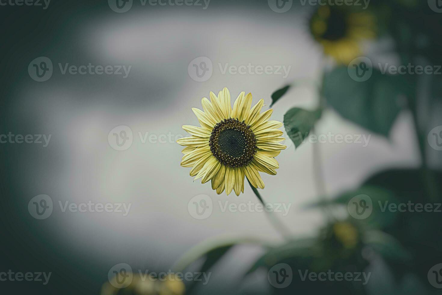 Gelb Sonnenblume Blume auf ein Hintergrund von Grün Blätter im das Sommer- Garten foto