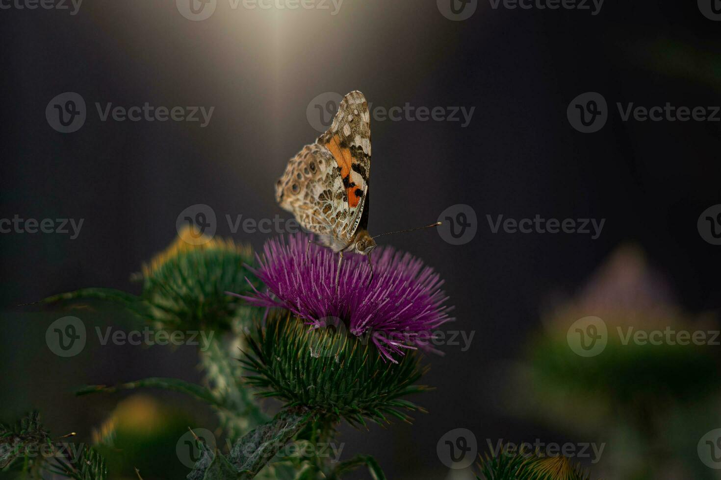 Sommer- Schmetterling Sitzung auf ein Blühen lila Distel Blume im das spät Nachmittag Sonne foto