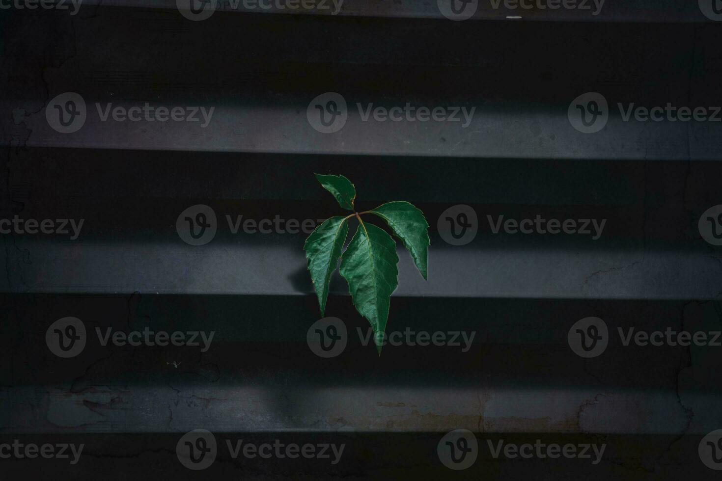 Grün Efeu Blatt auf dunkel Metall gestreift Hintergrund foto