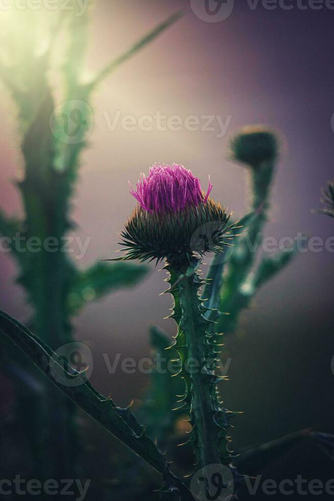 Sommer- lila Distel Blume unter Grün im ein wild Wiese, foto