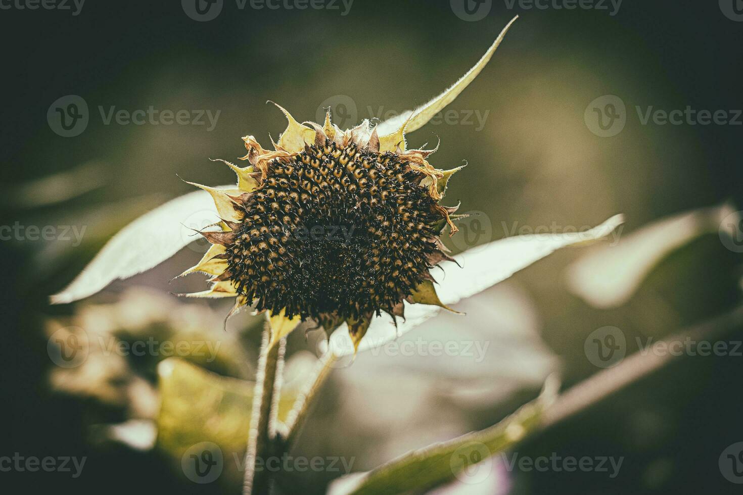 Sommer- reif Sonnenblume wachsend im ein Zuhause Garten unter Grün Blätter foto