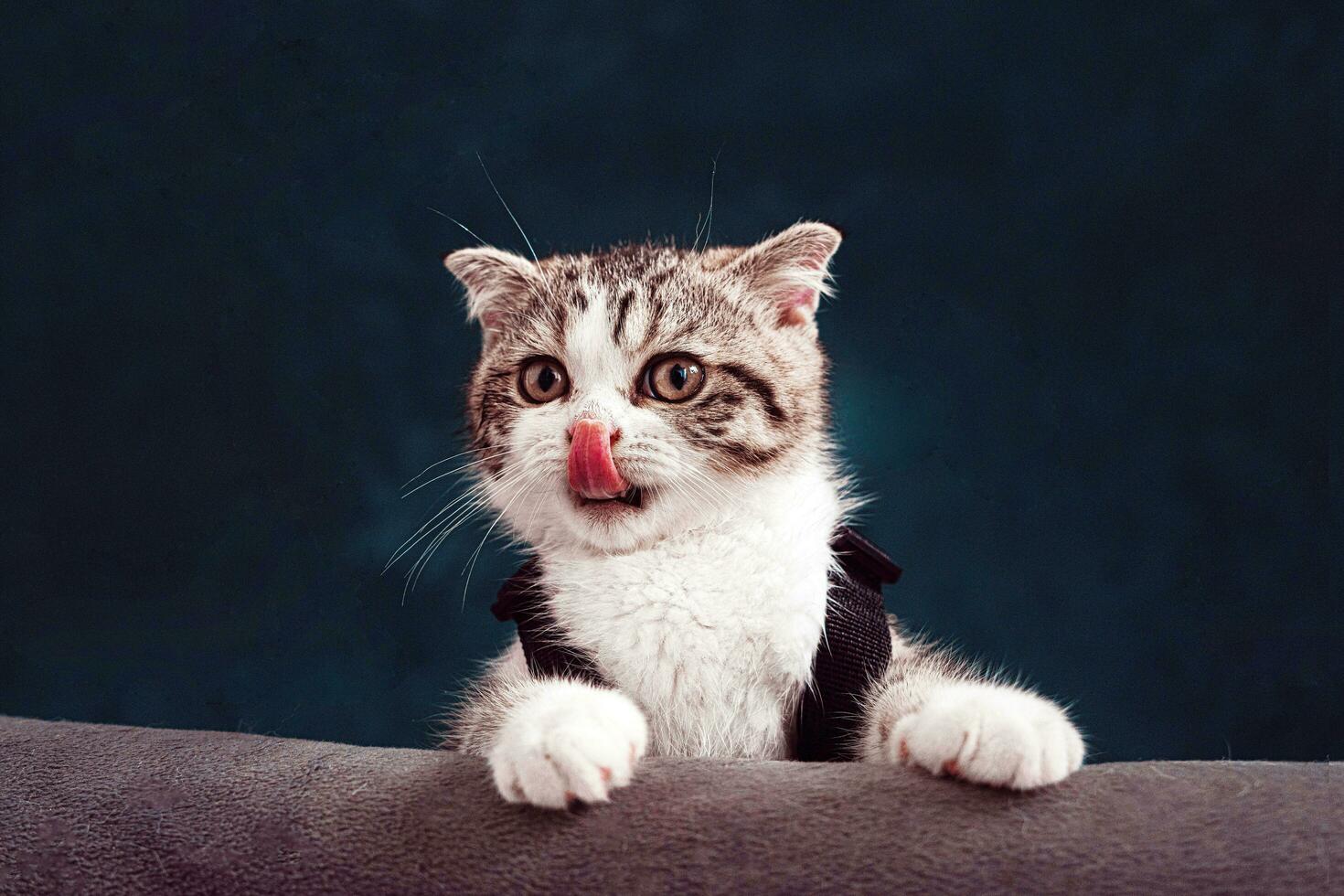 inländisch Katze will zu Essen Milch nach Sehen es foto