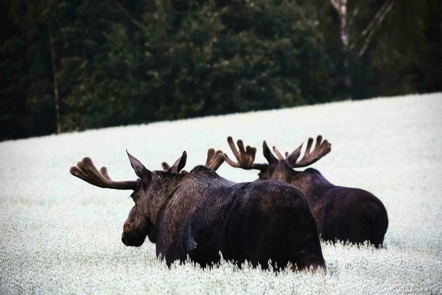 es ist ein Norden amerikanisch Wald Tier Das sieht aus mögen ein Büffel foto