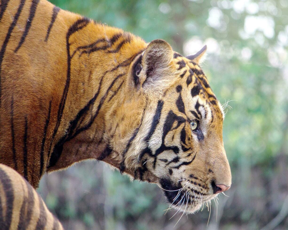 das Tiger bewegt sich gegenüber das Beute zu Fang das Beute foto