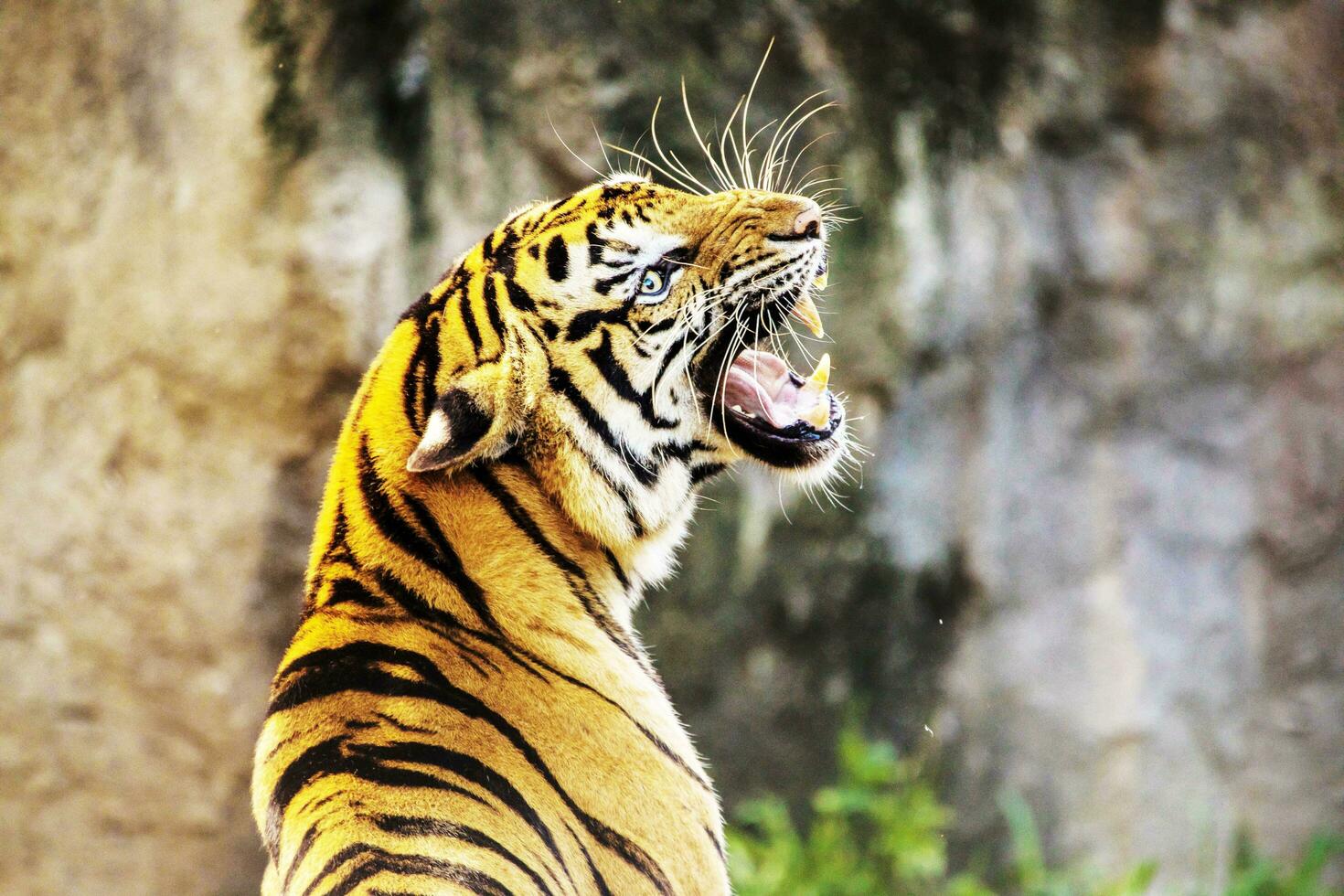 das Tiger ist brüllend im Suche von Beute zu Essen foto