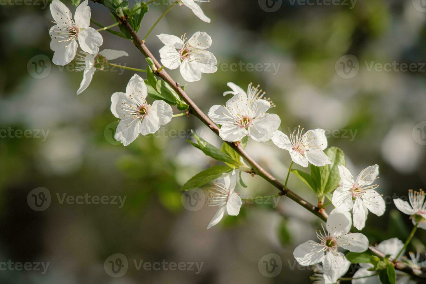 sonnig Hintergrund mit Frühling Blumen Weiß Blüten auf verschwommen Blume Hintergrund mit Kopieren Raum foto