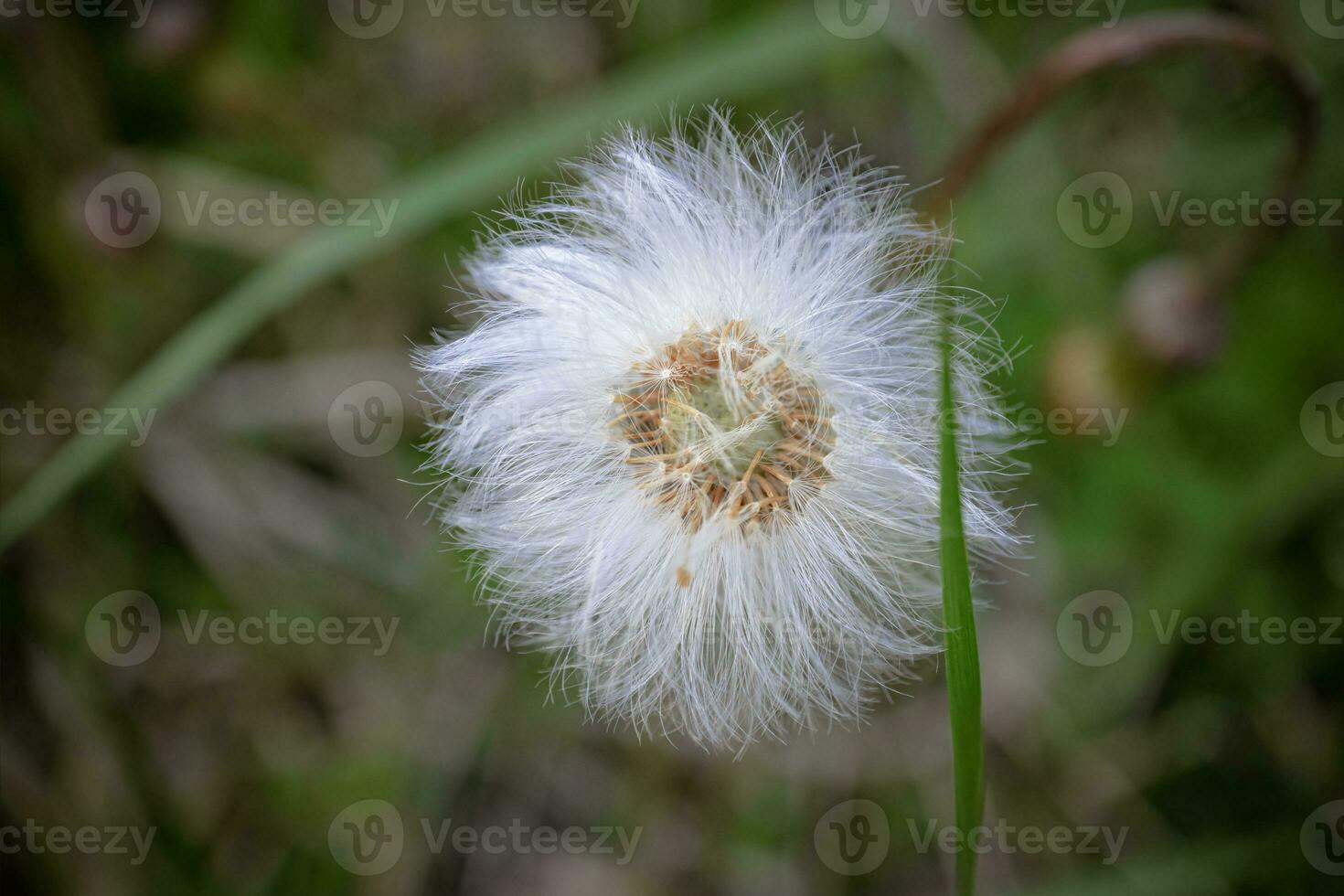 Weiß flauschige Samen Ball von ein Huflattich Kopf Pflanze Tussilago Farfara Seite Aussicht auf verschwommen Wald Fußboden mit lange Grün Gras Hintergrund foto