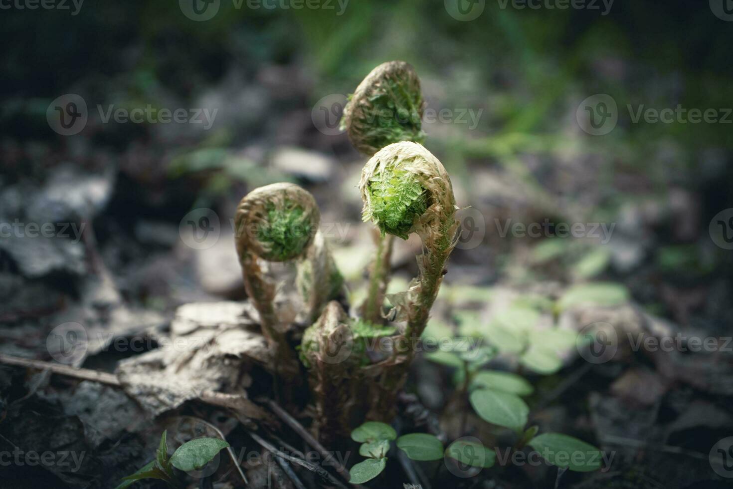 drei geschwungen frisch Grün wenig Farn Blätter auf Hintergrund künstlerisch Makro Schuss von wild Wald Leben foto