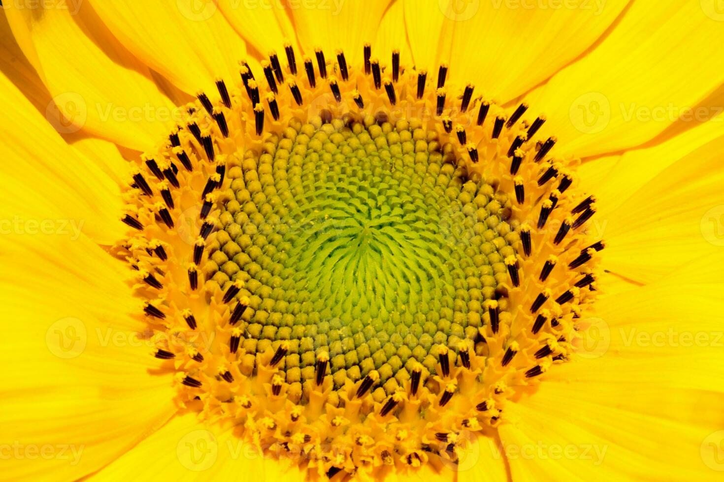 Sonnenblume Kopf Nahaufnahme. schön Muster. abstrakt natürlich Hintergrund. rustikal Hintergrund zum Ihre Design. oben ansehen.ukrainisch Symbol foto