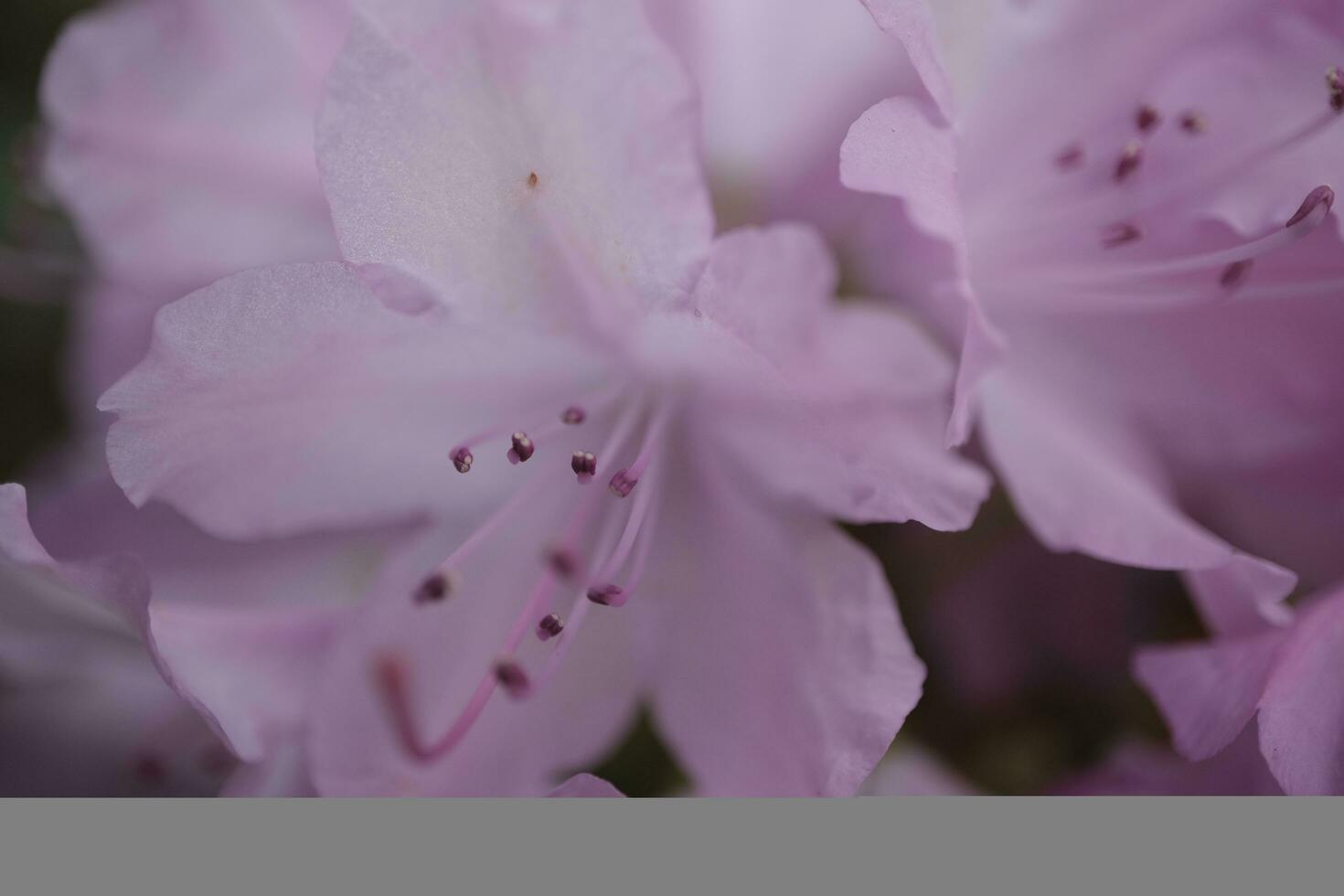 Rosa Rhododendron amy Cotta Azalee Blume foto