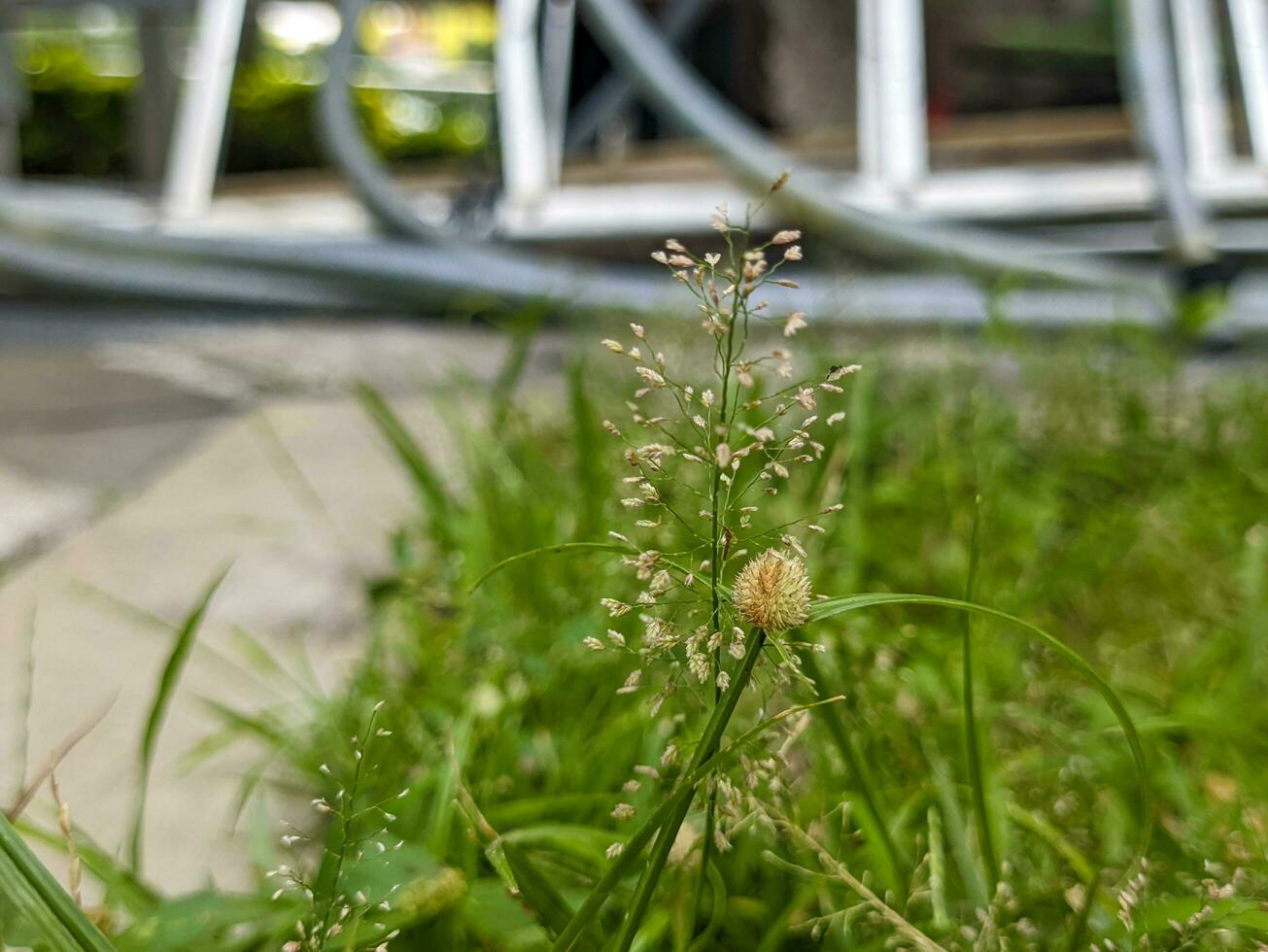 ein schließen oben von Kyllinga brevifolia Pflanze foto