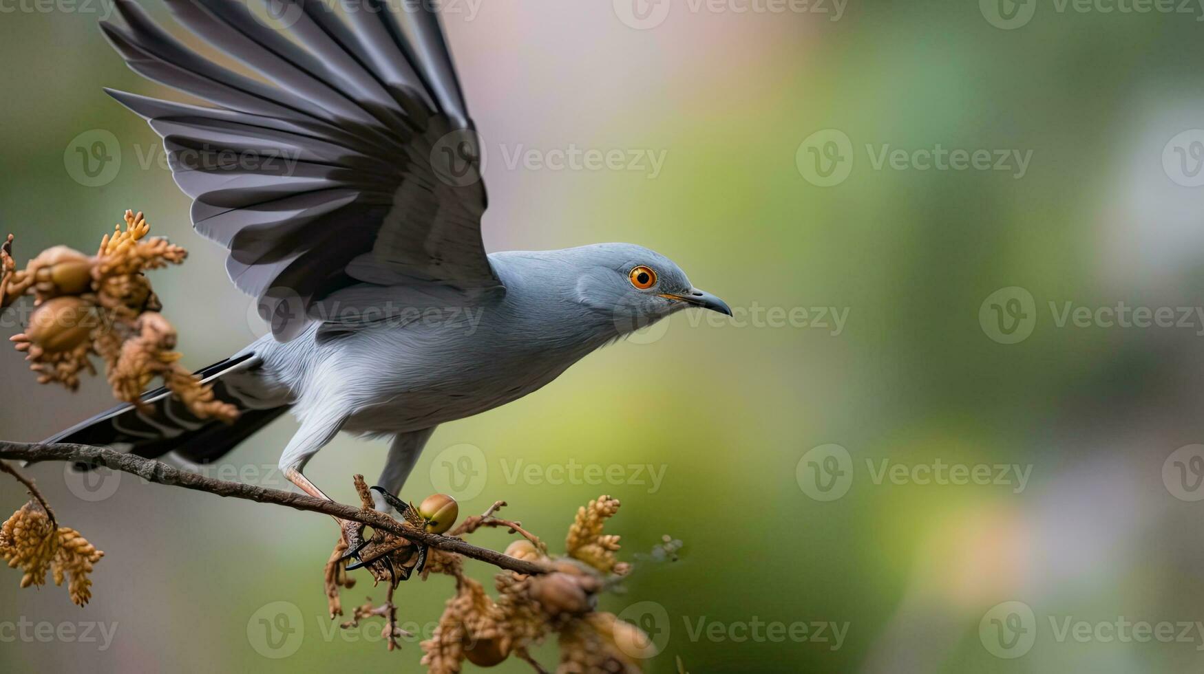 Foto von fliegend Kuckuck Vogel Tier mit verwischen Hintergrund