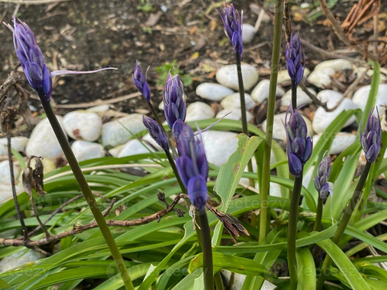 Bündel Gruppe von Glockenblume Knospen bereit zu blühen foto