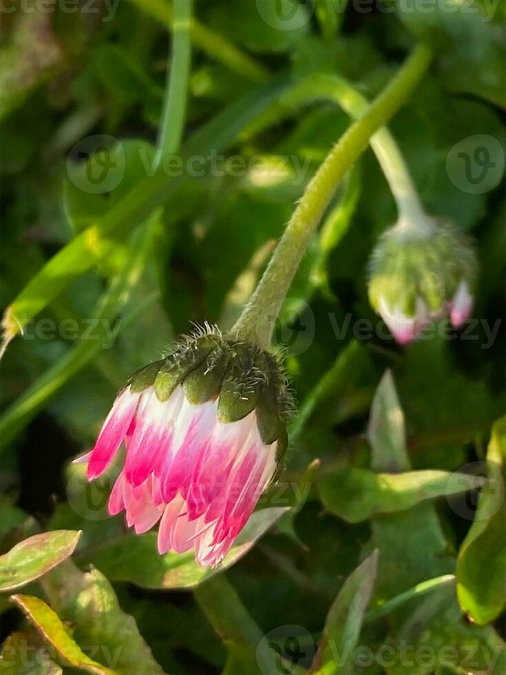 beschwingt Gänseblümchen Blume bereit zu blühen foto