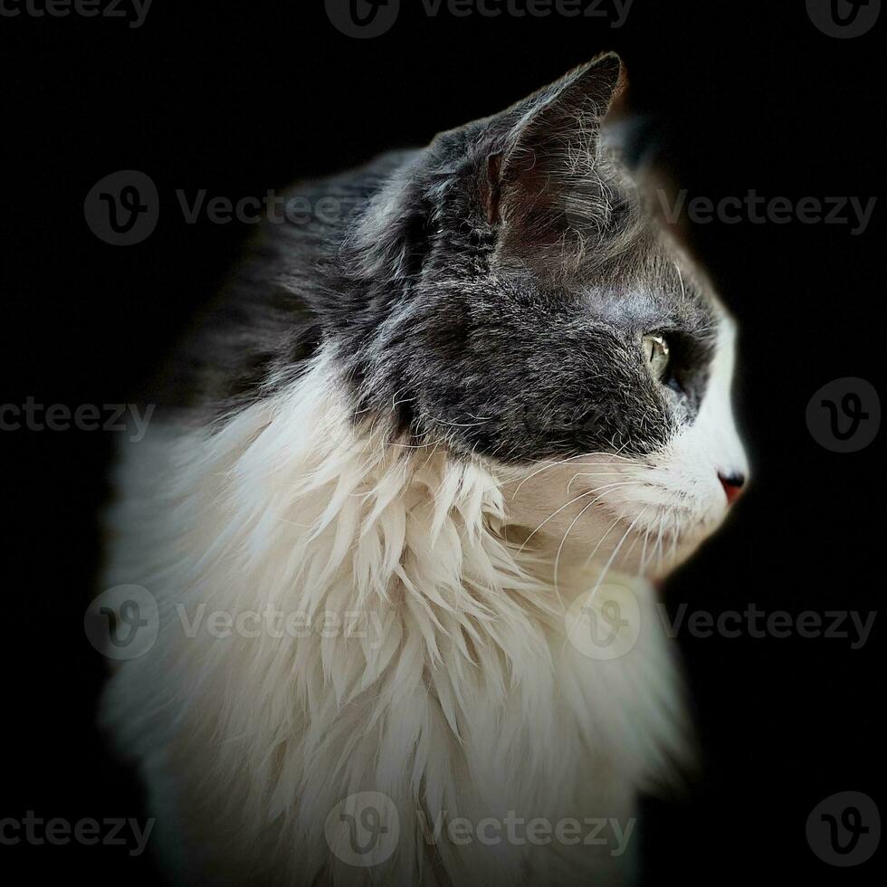 Profil von ein Katze starren in das Unbekannt foto