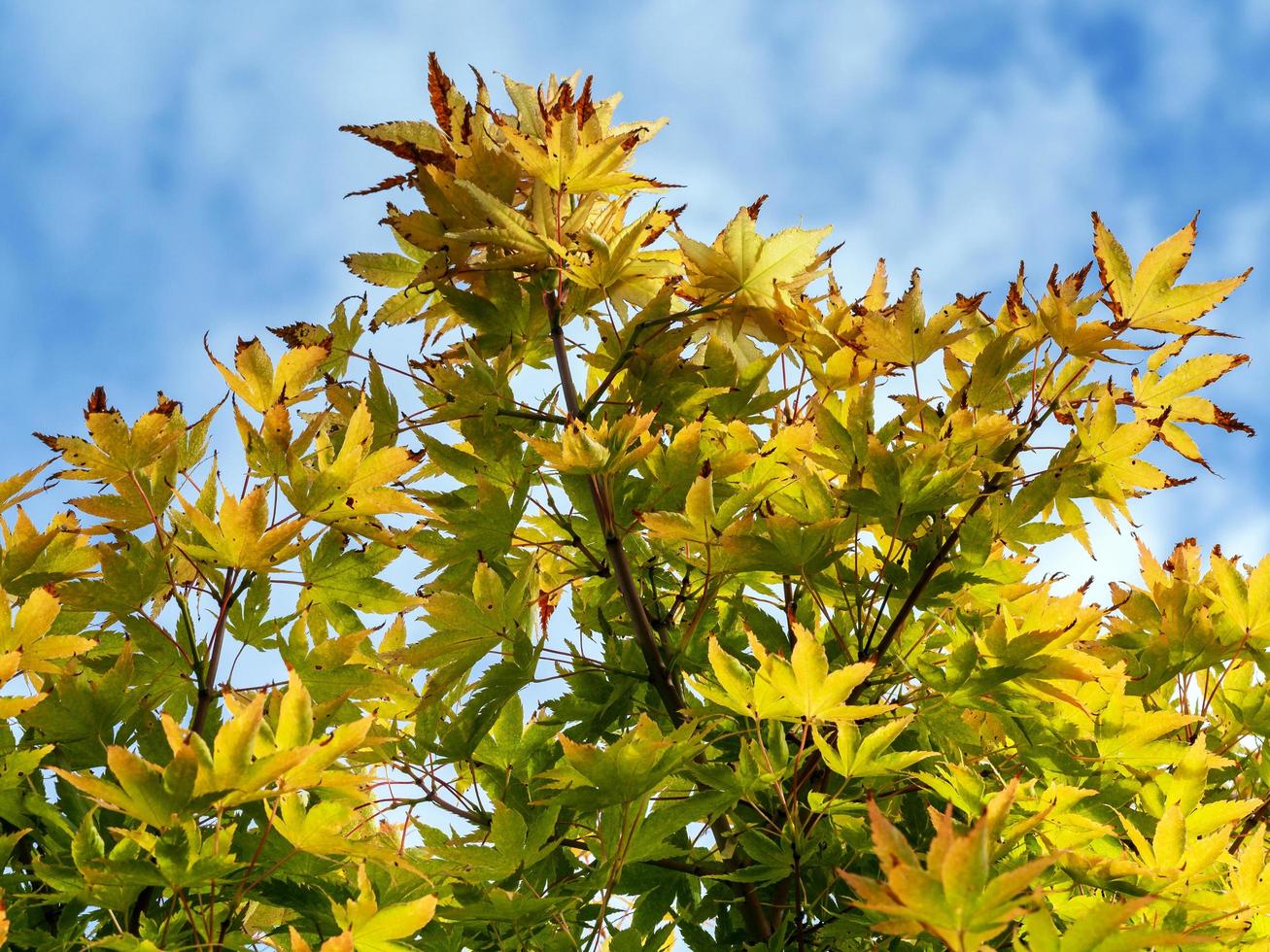 bunte Herbstahornblätter gegen einen blauen Himmel foto