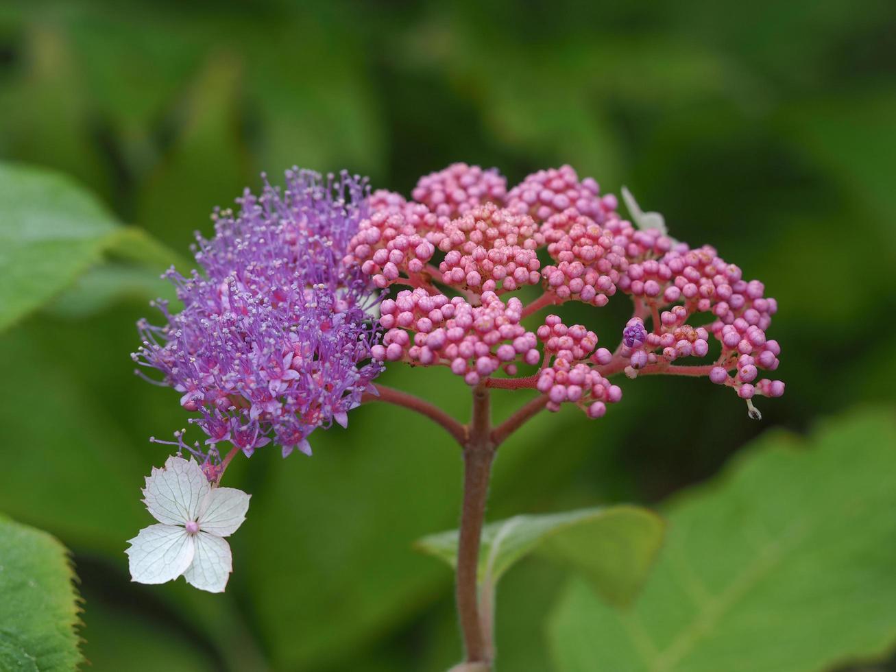 schöne lila Blüten und rosa Knospen von Hortensien Aspera Rocklon foto