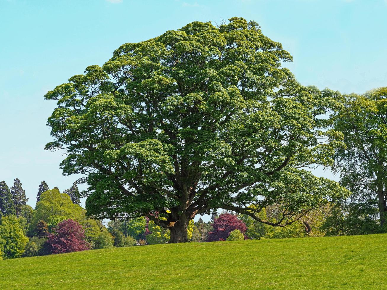 schöner Bergahorn mit Sommerlaub in einem Park foto