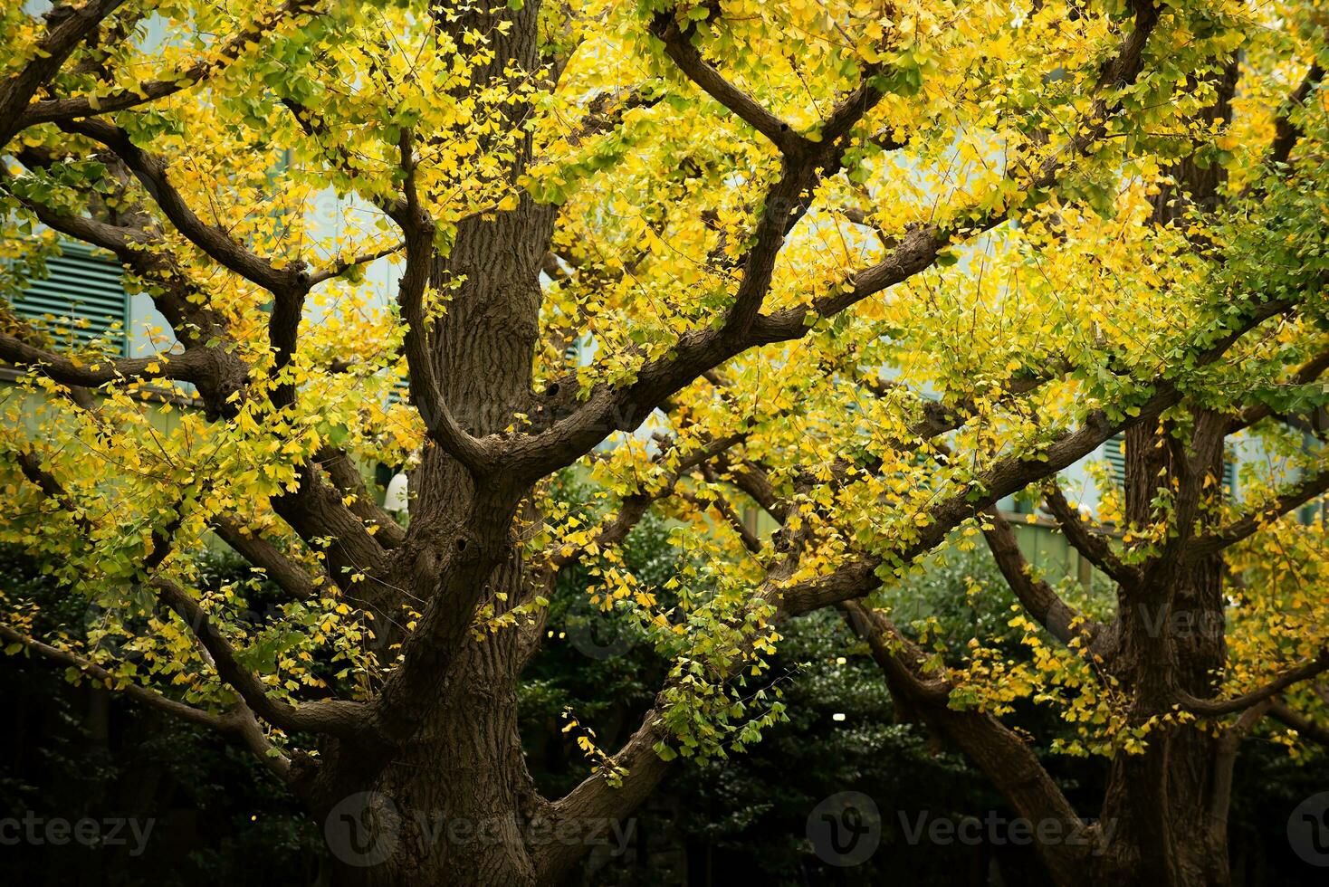 Ahornbaum im Herbst foto