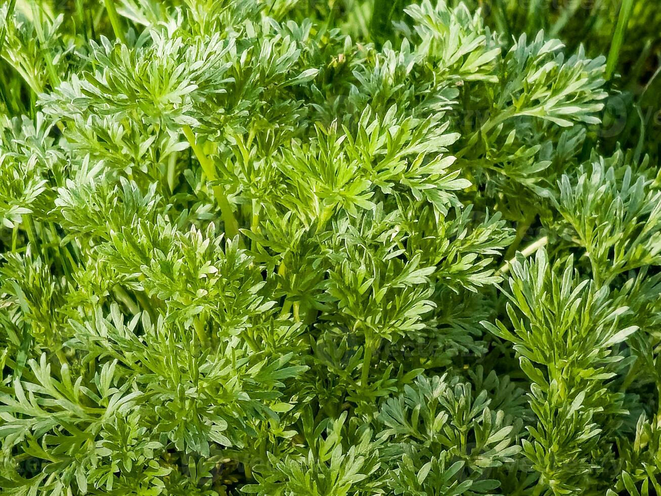 Nahaufnahme von frisch wachsendem süßem Wermut Artemisia annua, süße Annie, einjährige Beifußgräser im wilden Feld, Artemisinin-Heilpflanze, natürliches grünes Gras hinterlässt Texturtapetenhintergrund foto