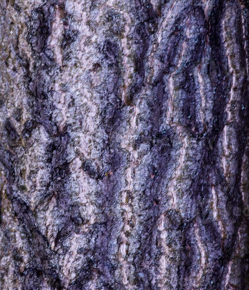 Ginkgo biloba Baum bellen. Baum Rinde Hintergrund. foto