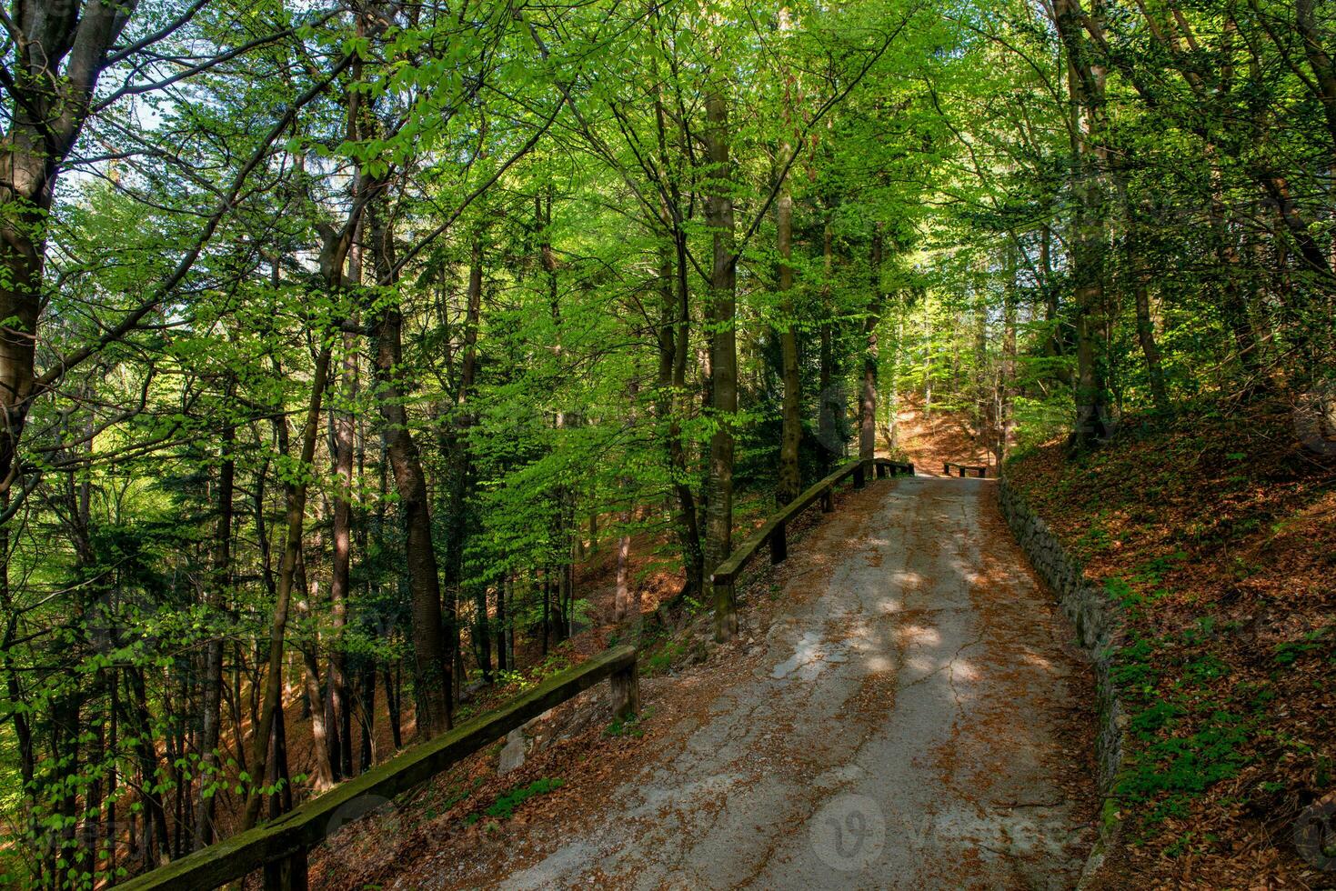 Straße durch das Wald foto