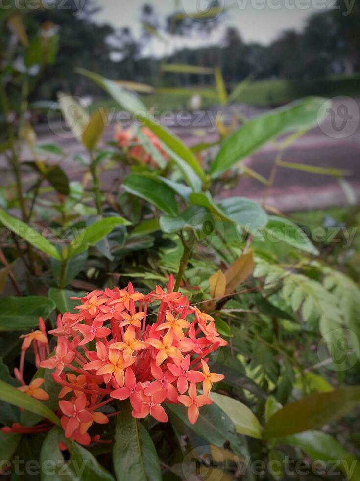 Ashokas Blume ist Blühen im das Garten. foto