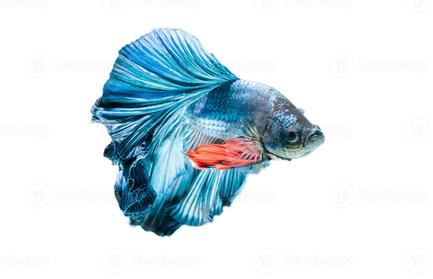 Blau Siamese Kampf Fisch, Betta prachtvoll. foto