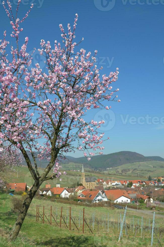 Frühling mit Mandel blühen im Pfalz Wein Region, Deutschland foto