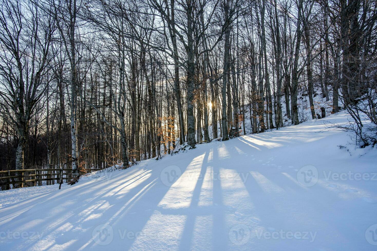 2023 01 128 campofontana Baum und Schnee foto