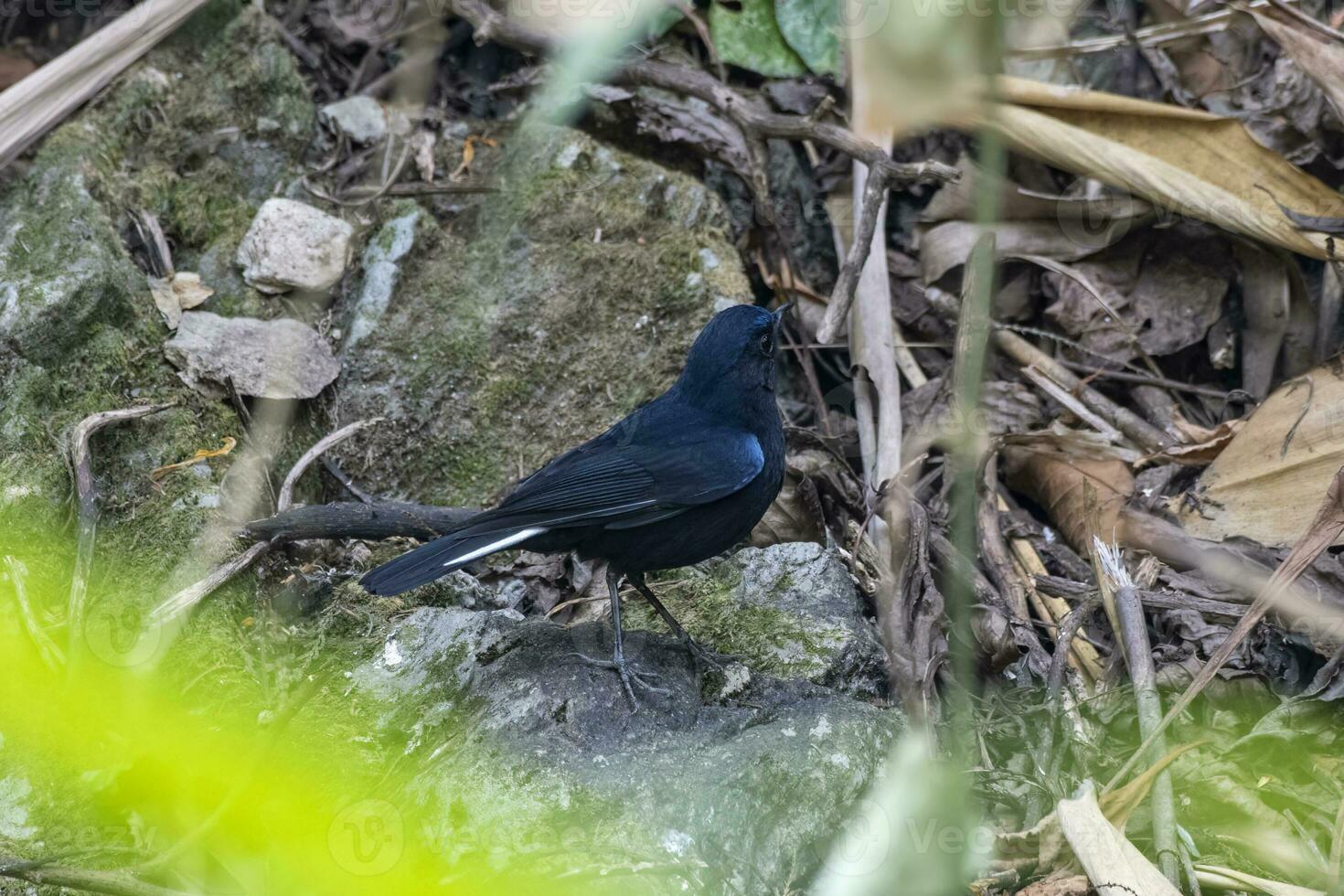 weißschwänzig Robin oder Myiomel Leucura beobachtete im langtong im Westen Bengalen, Indien foto
