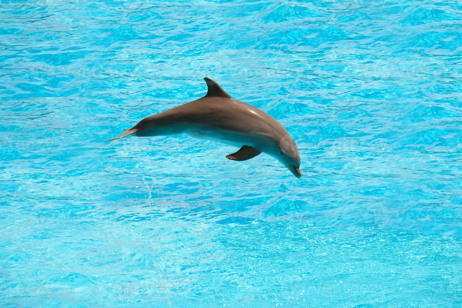Delphin führt aus im ein Schwimmen Schwimmbad. foto
