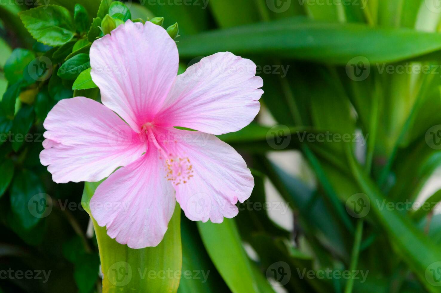 Hibiskus Blumen das Pflanze ist einheimisch zu Osten Asien, rosa Blumen blühen im das Grün Garten foto