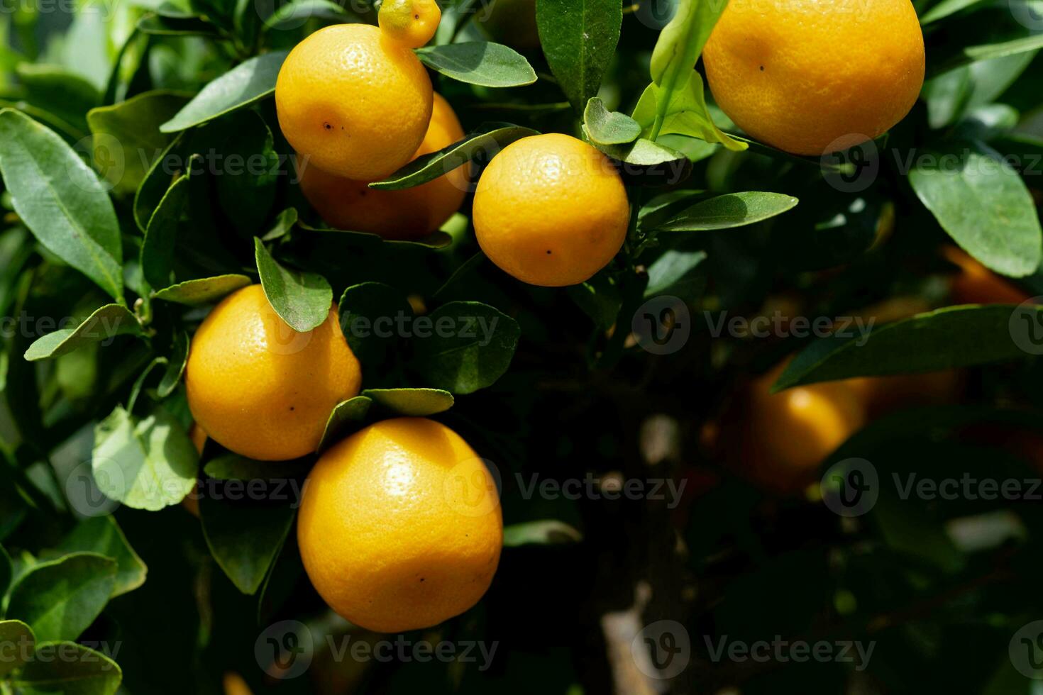 das Calamondin Orange Nitro Fortunella Macrocarpa ist ein Hybrid von Mandarin ein cumquat foto