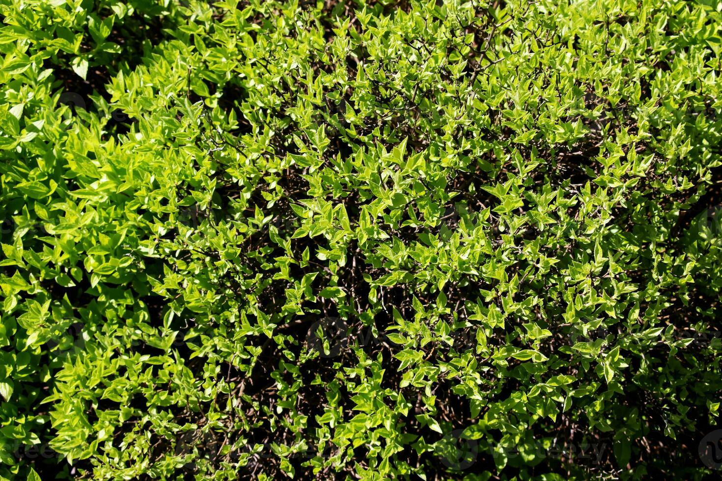 Jasmin Busch im Frühling. das zuerst Grün Blätter auf das Geäst von das Pflanze. das Latein Name ist philadelphus Zitrone oder philadelphus l. foto