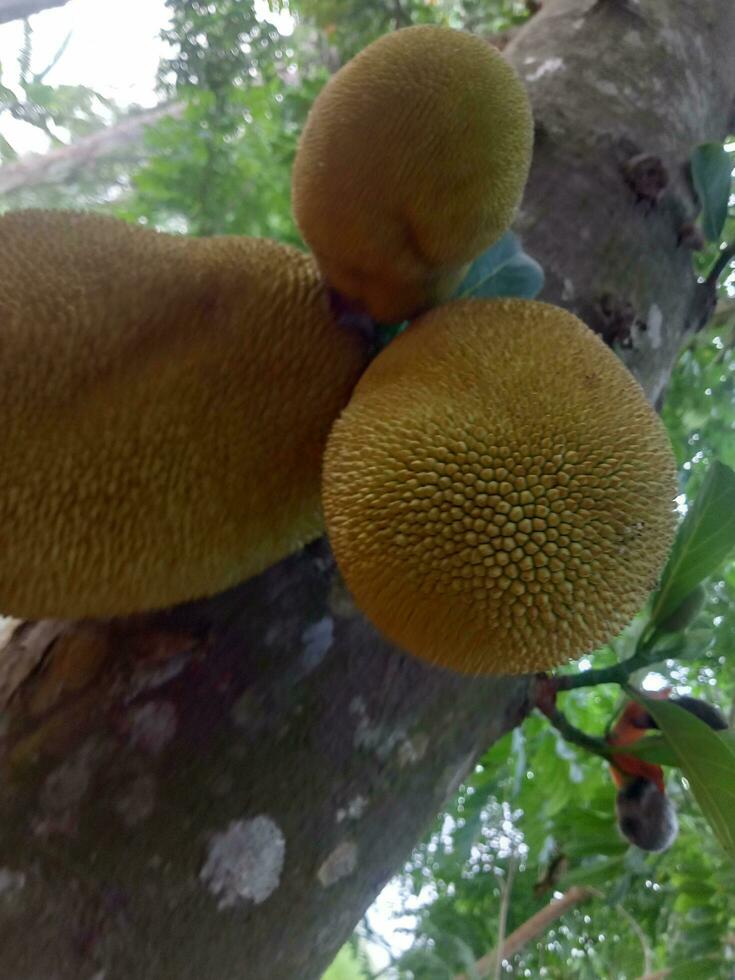 Jackfrucht, Hintergrund, Schönheit Natur foto