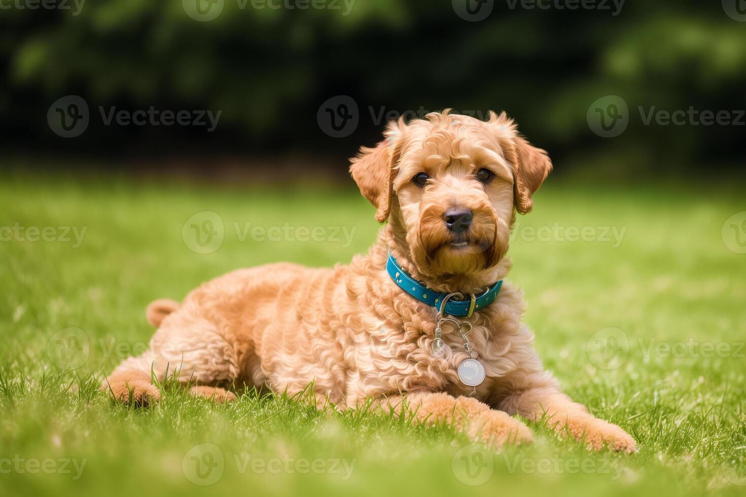 Porträt von ein schön airedale Terrier Hund im das Park. generativ ai foto