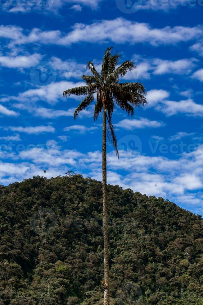 Aussicht von das schön Wolke Wald und das quindio Wachs Palmen beim das Kokos Senke gelegen im Salento im das quindio Region im Kolumbien. foto