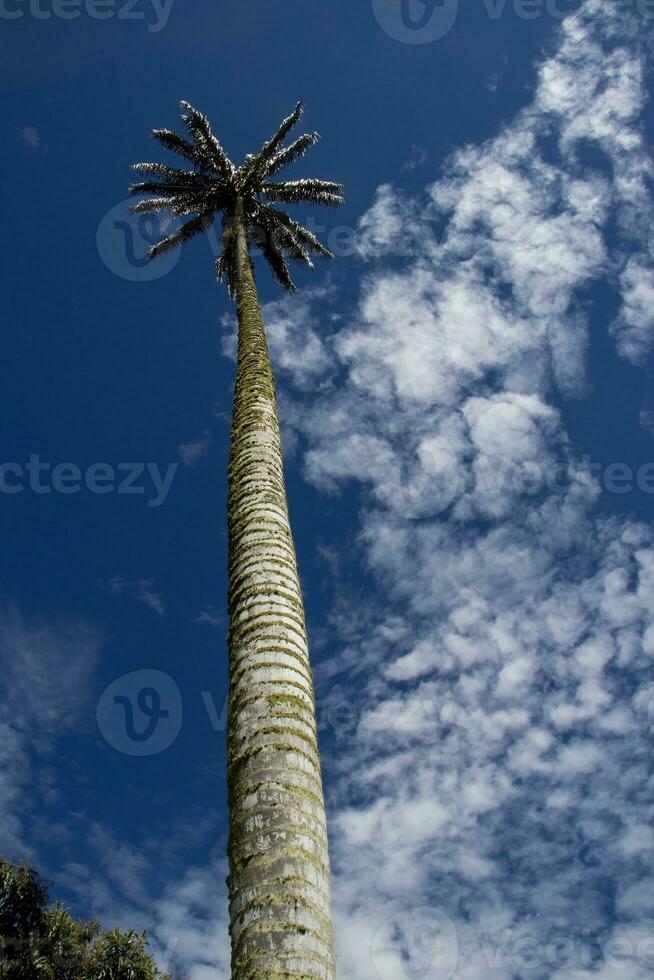 kolumbianisch National Baum das quindio Wachs Palme beim das Kokos Senke gelegen im Salento im das quindio Region foto