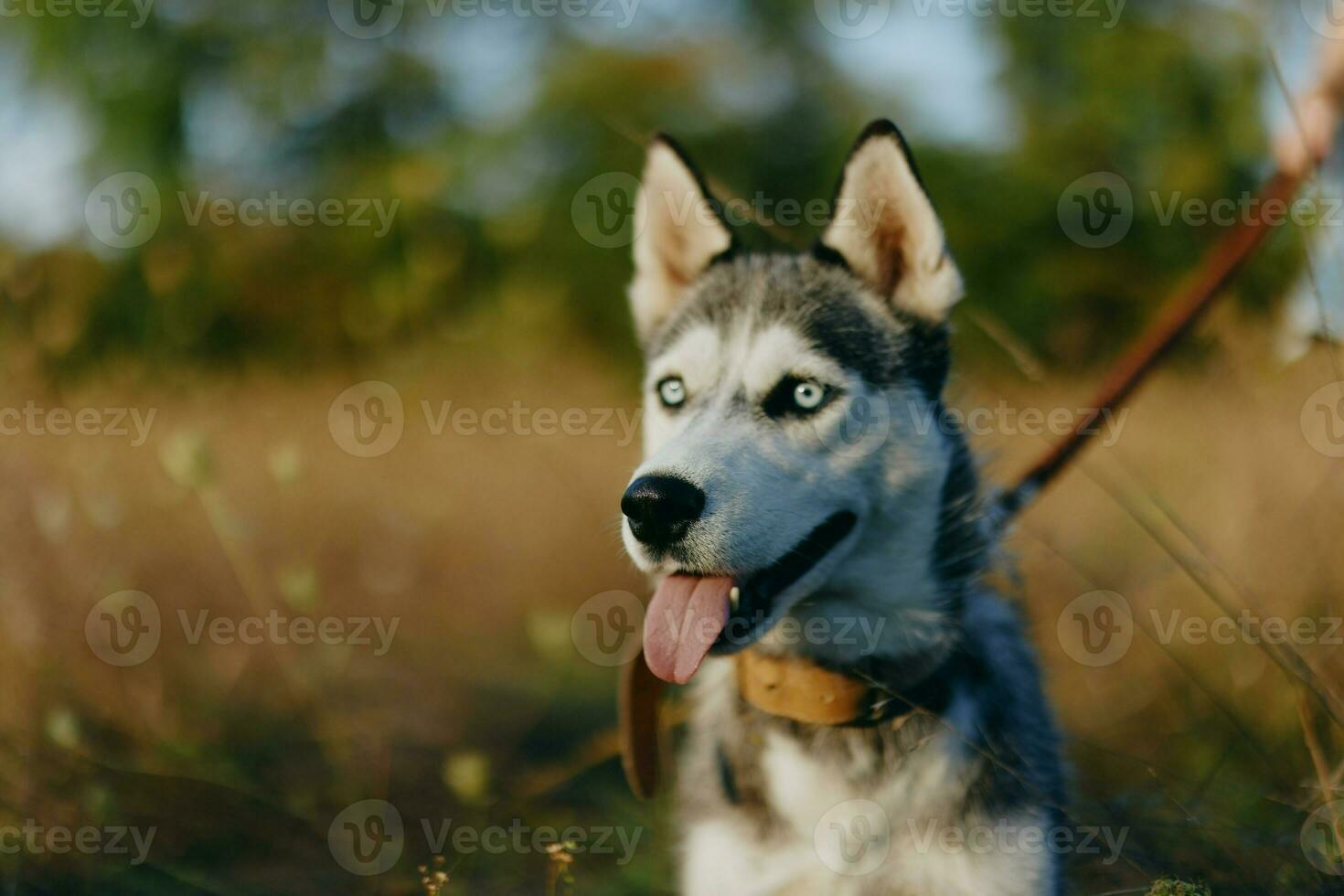 Porträt von ein heiser Hund im Natur im das Herbst Gras mit seine Zunge kleben aus von ermüden in das Sonnenuntergang Glück Hund foto