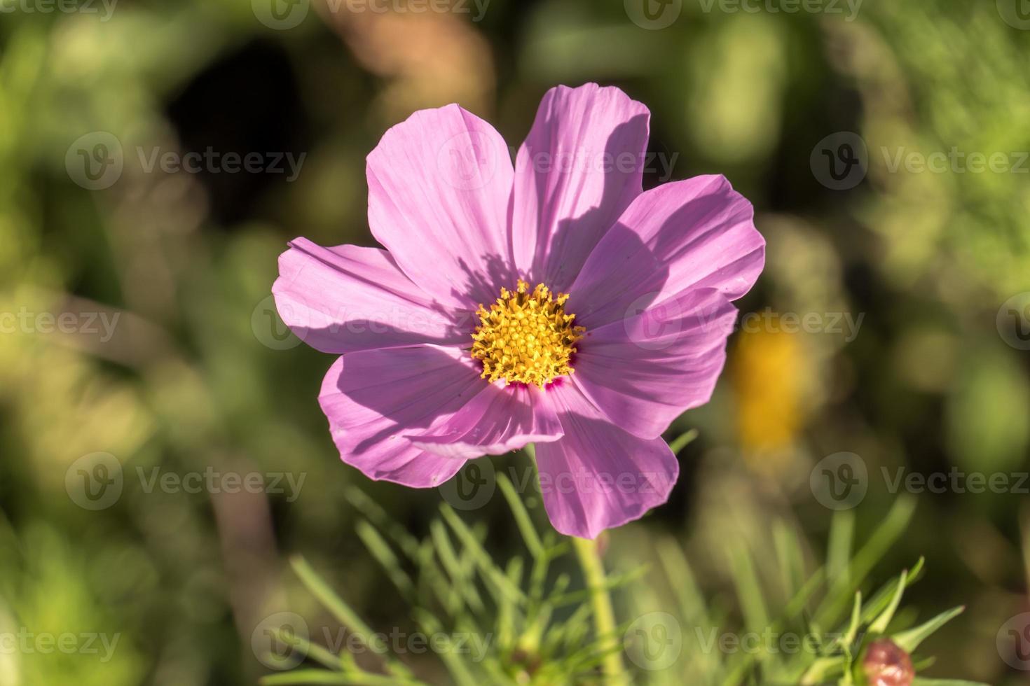 saisonale Feldblumen foto