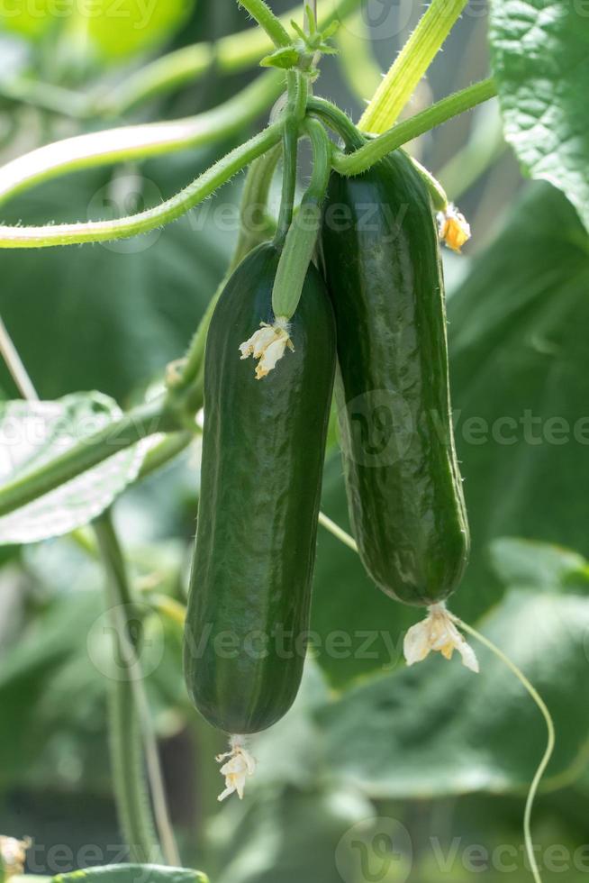 junge Zucchinipflanze foto