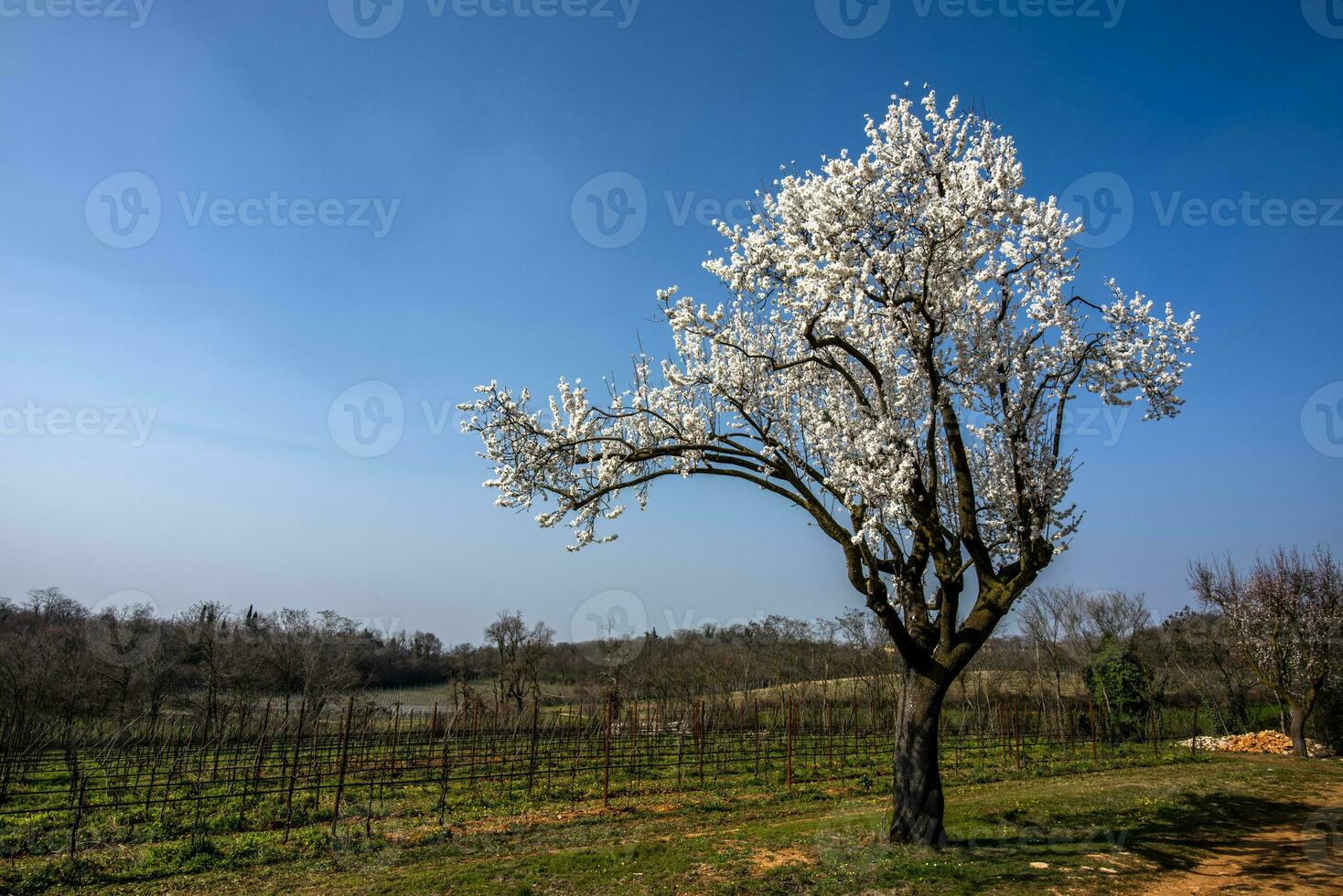 2023 03 05 lonigo blühen Baum 3 foto