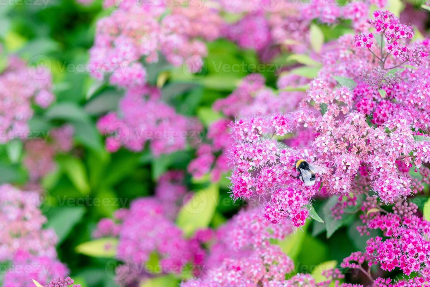 spirea Busch oder spirea Muster mit Blätter schließen hoch. Billard- spirea blüht mit Rosa klein Blumen. foto