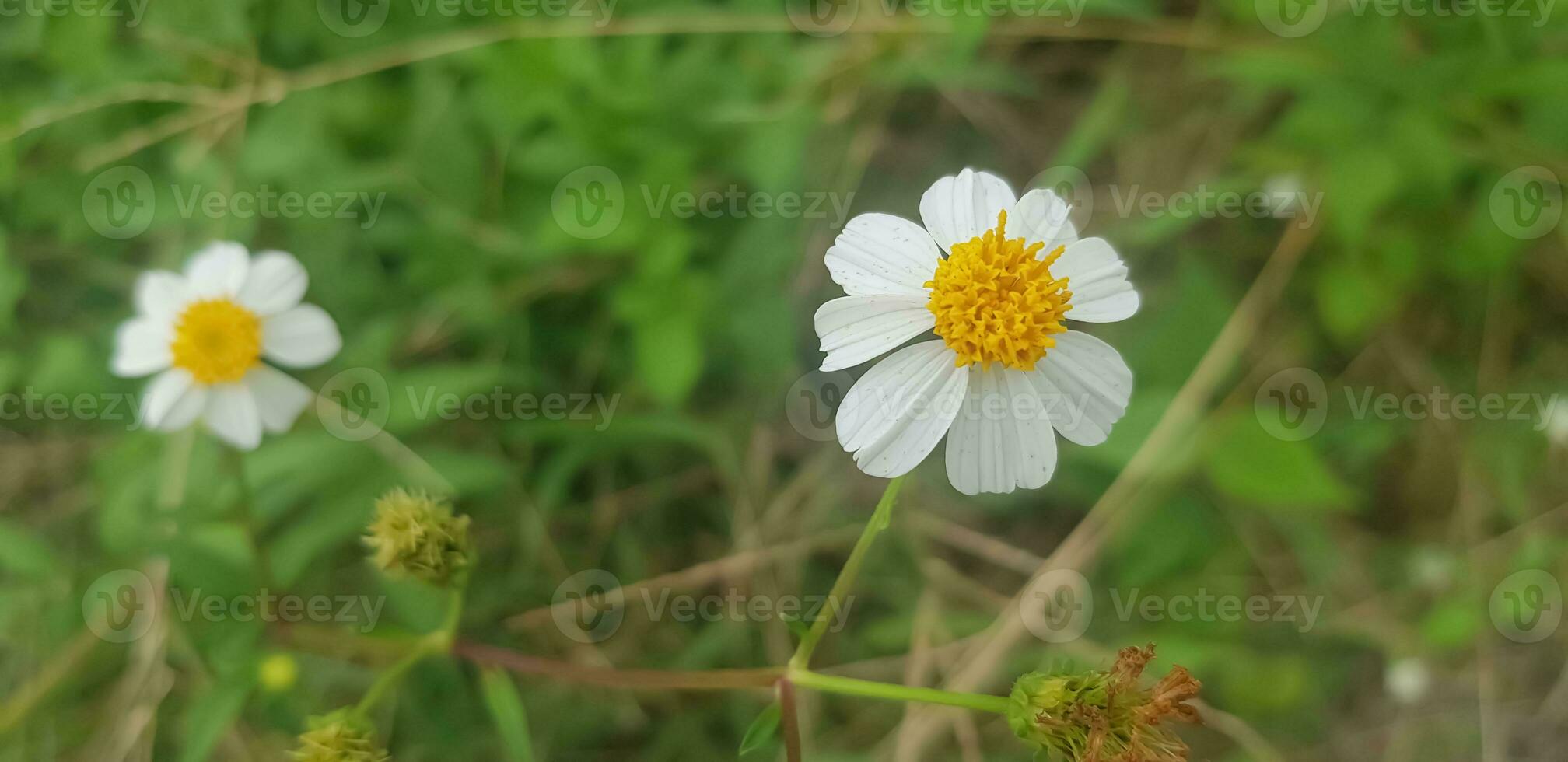 schön Gänseblümchen Blumen mit Grün Laub oder bellis perennis Ich, oder Compositae Blühen im das Park während Sonnenlicht von Sommer- Tag foto