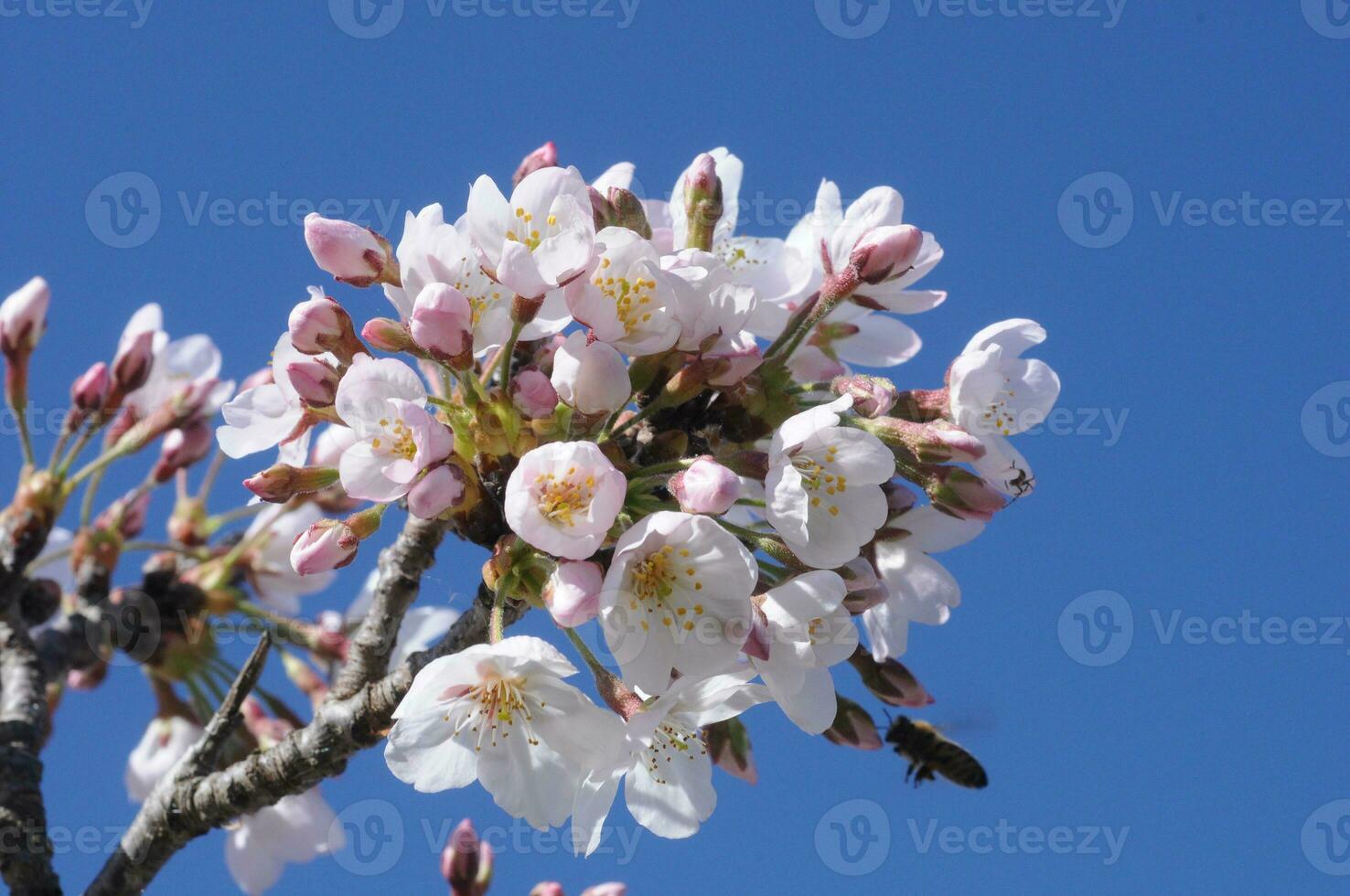 Weiß japanisch Sakura Blumen blühen foto