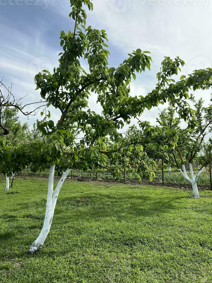 Baum im das Garten. sonnig Frühling Tag. foto